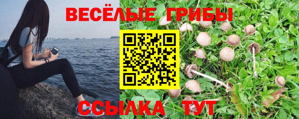 Галлюциногенные грибы Cubensis Чапаевск